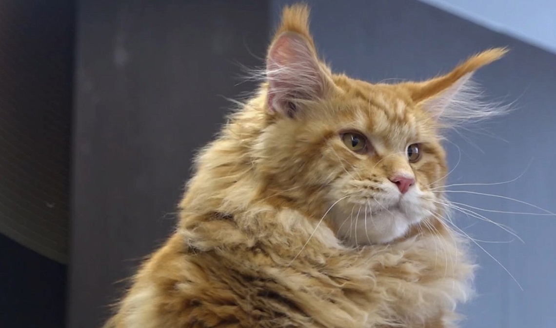В Пензе состоялась крупнейшая выставка кошек Top Cat Final